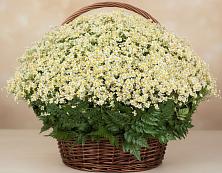 Цветочная композиция из Ромашки в корзине #REPLACE_PRED# Мишелёвке