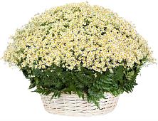 Цветочная композиция из Ромашки в корзине #REPLACE_PRED# Мишелёвке